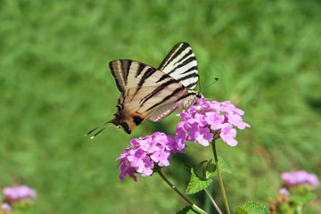 Eastern Tiger Swallowtail butterfly (Papilio glaucus) sitting on purple flowers