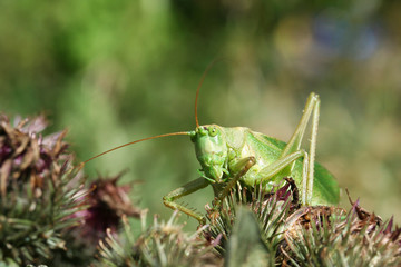 Portrait of a green grasshopper (Tettigonia viridissima) sitting on a burdock. Close-up. Blurred background