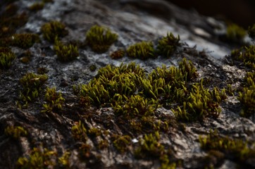 Moss. Forest which we are looking for. 4/04/2020.