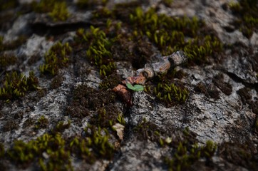 Moss. Forest which we are looking for. 4/04/2020.
