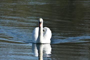 Vogelfotografie am See,
