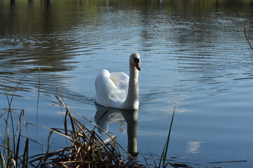 Vogelfotografie am See,