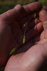 Druid's hands. Forest which we are looking for. 4/04/2020.