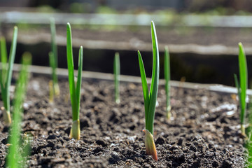 sprouts of young garlic in the spring