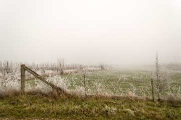 Obraz premium hoarfrost all over on winter meadow
