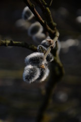 Willow of the darkness. Forest which we are looking for. 4/04/2020.