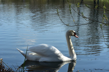 Vogelfotografie am See,