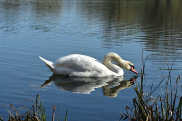 Vogelfotografie am See