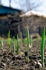sprouts of young garlic in the spring