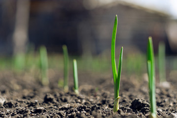 sprouts of young garlic in the spring