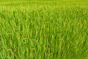 Rice Field maekalngluang north,chiangmai;Thailand