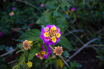 Wandelröschen, Lantana Camera