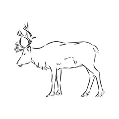 Polar deer. Vector hand drawn illustration with nordic animal isolated on white in sketch style. polar deer, vector sketch illustration