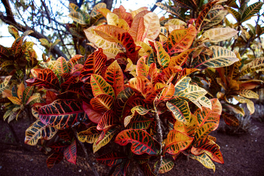 Kroton, Codiaeum variegatum