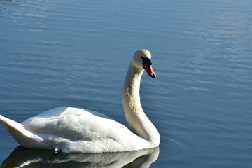 Vogelfotografie am See