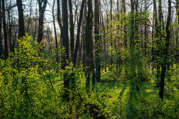 beautiful forest with green grass at sunrise, Czech Republic