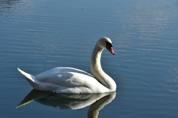 Vogelfotografie am See