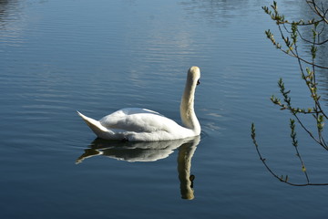 Schwan