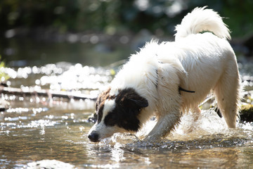 Happy dog in water.