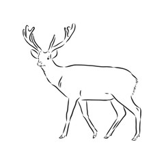 Hand drawn. forest deer, vector sketch illustration
