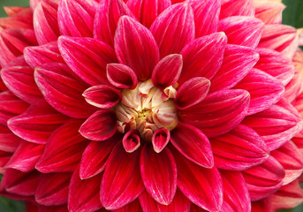 Red  dahlia flower