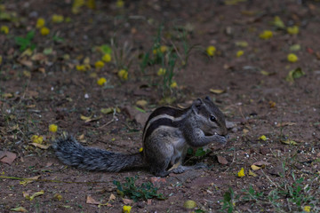 Indian palm squirrel in the garden eating seeds in Sagar, Madhya Pradesh, India