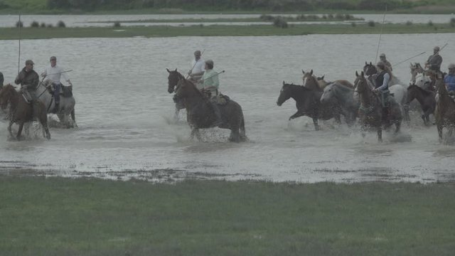 Cattlemen from Almonte guide the mares and their foals through the Do&ntilde;ana marshes, during the mares' removal.