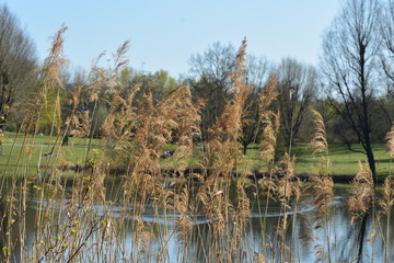 Pflanzen, See, Naturfotografie