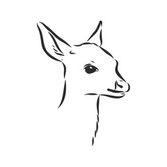 Young deer vector silhouette. fawn, vector sketch illustration