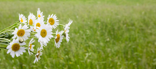 First Daisies in their natural background: on the green fresh meadow
