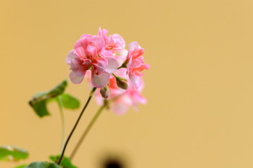 Geranium plant "Horizon Divas Ripple Mixed" with spotty pink flowers
