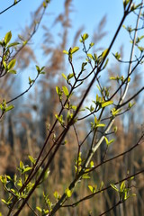 Pflanzen, See, Naturfotografie