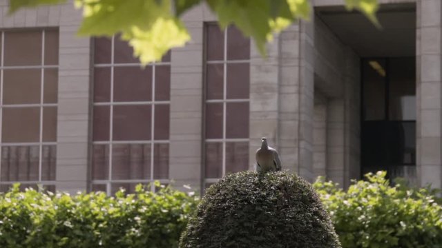 Slow motion of a pigeon flying past the camera in super slow motion. The pigeon was sitting on a buxus in the city park Kunstberg in Brussels Belgium.