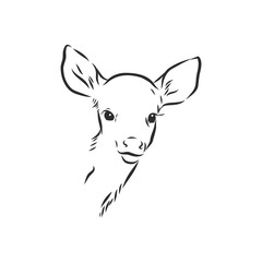 Young deer vector silhouette. fawn, vector sketch illustration