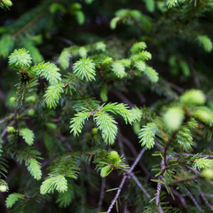 Pine tree with fresh new grown pine needles