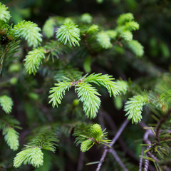 Pine tree with fresh new grown pine needles