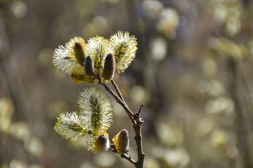 Glowing willow catkins close up