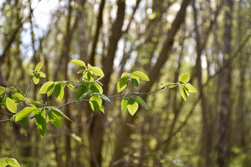 New green leaves on a twig