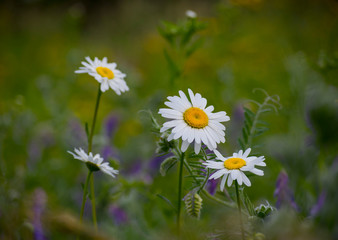 
white wildflowers daisies on a green meadow