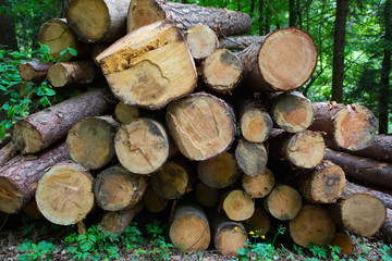 Fresh cut pine trees in the forest, waiting to be sold