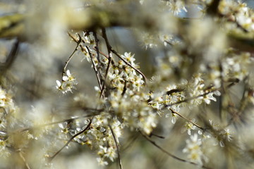 Pflanzen, See, Naturfotografie