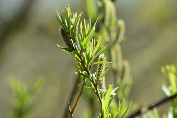 Pflanzen, See, Naturfotografie