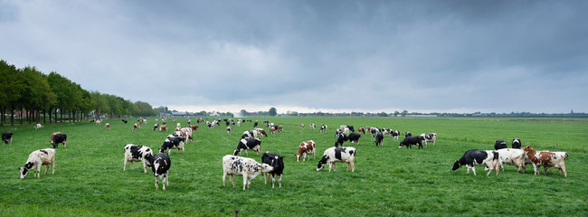 large amount of spotted cows in spring meadow near city of utrecht in holland