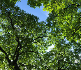 Obraz premium Trees against the blue sky, green leaves and sunlight - view from below