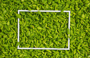 Fresh green pine needles as a background with the frame