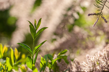 Ungeschnittene Ligusterhecke Ligustrum im Gegenlicht umrahmt von Tamariske