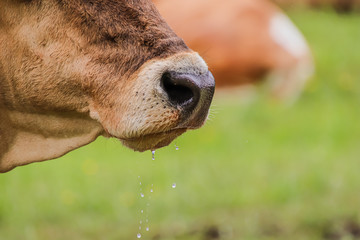 water drops from the mouth of a drinking cow