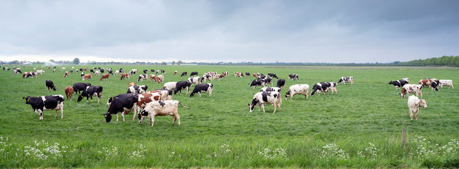 large amount of spotted cows in spring meadow near city of utrecht under cloudy sky in holland - 345098604
