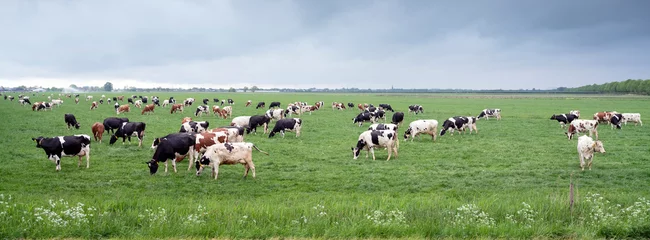 Möbelaufkleber große menge gefleckter kühe auf der frühlingswiese in der nähe der stadt utrecht unter bewölktem himmel in den holland © ahavelaar