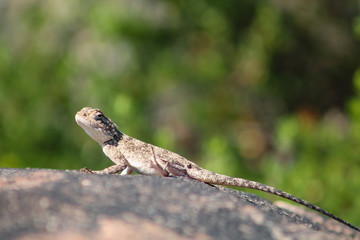 Fototapeta premium Southern rock agama sitting on a rock